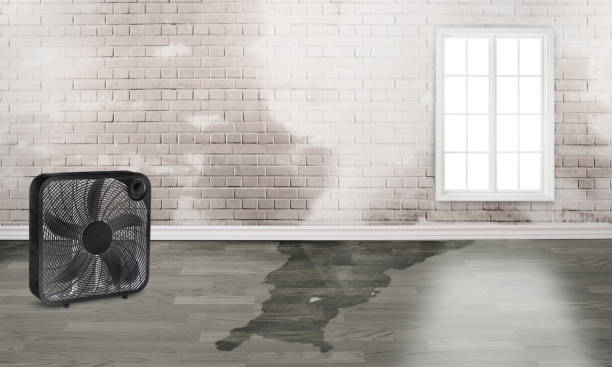 Best Mold removal after water damage  in Glen Burnie, MD